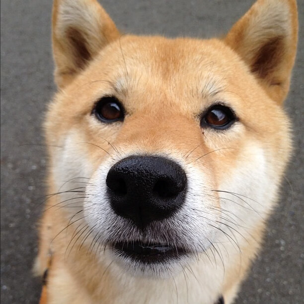 fb体育中国-德甲：拜仁主场4-0大胜，美因茨终结多轮不败，德甲拜仁对美因茨直播