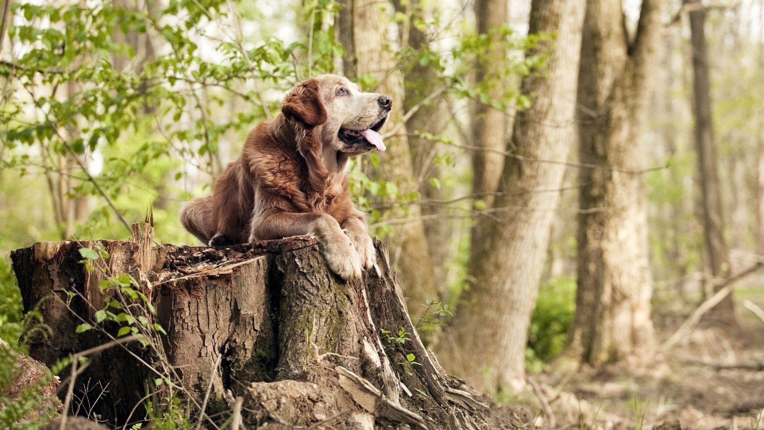 FB体育官方-Chinese Taipei：体育团队未来发展的核心驱动力，台湾体育运动