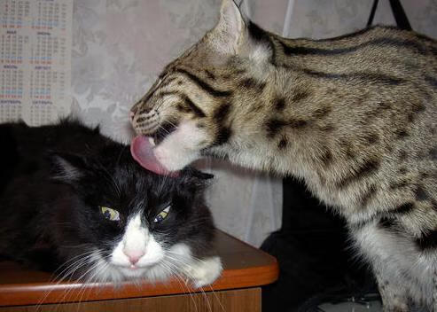 fb体育在线官网-中国香港队团体赛制剖析：如何通过调整战略提升战术效果，香港队比赛